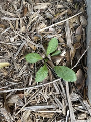 Lactuca virosa
