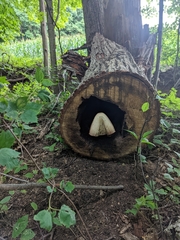 Volvariella bombycina