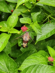 Cephonodes hylas