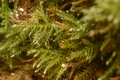 Kindbergia praelonga