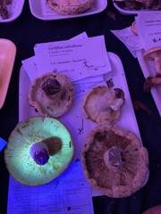 Lactifluus subvellereus