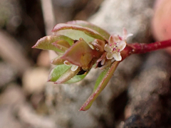 Polygonum minimum