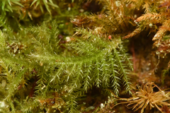 Kindbergia praelonga