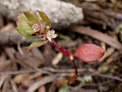 Polygonum minimum