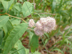Spiraea × pyramidata