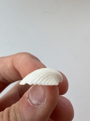 Arcidae
