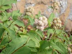 Spiraea × pyramidata