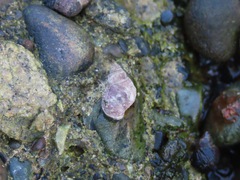 Littorininae