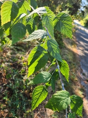 Rubus leucodermis