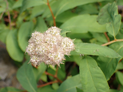 Spiraea × pyramidata