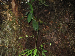 Cyrtochilum