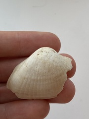 Arcidae