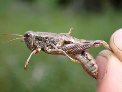 Buckellacris chilcotinae
