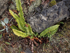 Polystichum kruckebergii