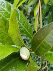 Magnolia coco