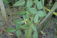 Vigna luteola