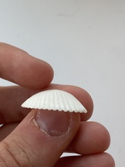 Arcidae