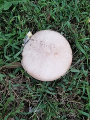 Volvopluteus gloiocephalus
