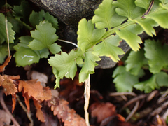 Polystichum kruckebergii