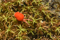 Trombidioidea