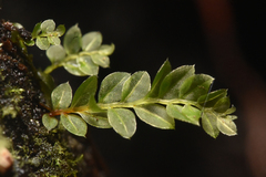 Mniaceae
