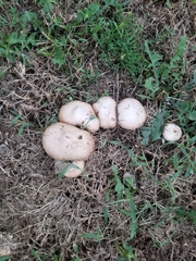 Volvopluteus gloiocephalus