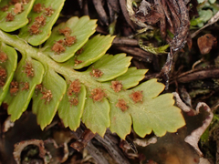 Polystichum kruckebergii