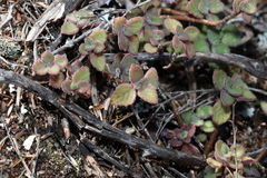 Coleus acariformis