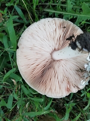 Volvopluteus gloiocephalus