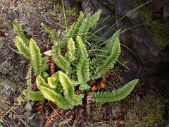Polystichum kruckebergii
