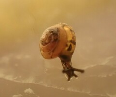 Euconulus fulvus