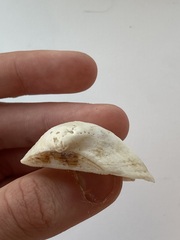Arcidae