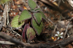 Coleus acariformis