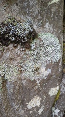Menegazzia