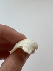 Arcidae