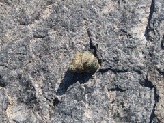 Littorininae