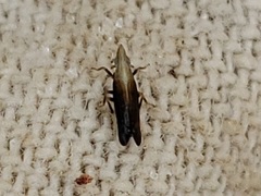 Neomegamelanus spartini