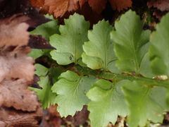 Polystichum kruckebergii