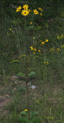 Helianthus silphioides