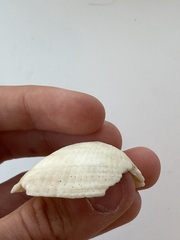 Arcidae