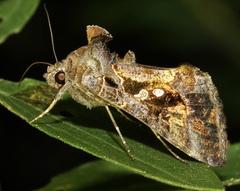 Chrysodeixis