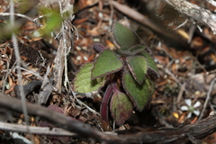 Coleus acariformis