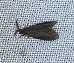 Cryptothelea gloverii