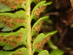 Polystichum kruckebergii