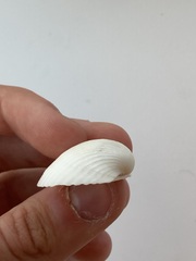 Arcidae
