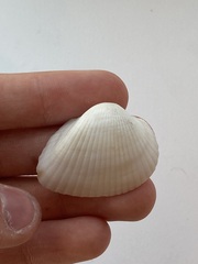 Arcidae