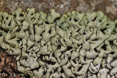 Menegazzia