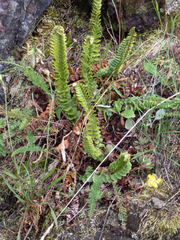Polystichum kruckebergii