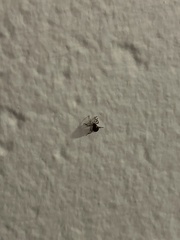 Gibbium aequinoctiale