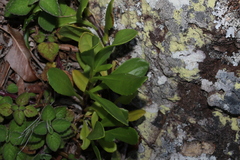 Scaevola aemula